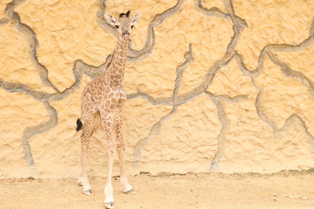 Baby Giraffe